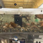 Screenshot from Virtual Field Trip to CCAR, in the touch tank room with interactive tags and info cards